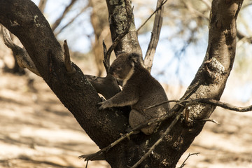 Koala in natural habitat on tree 