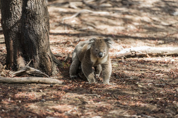 Koala in natural habitat on ground