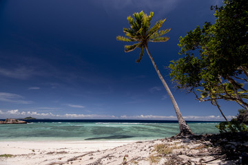 Beach on an uninhabited island (Fiji) with Palm Trees