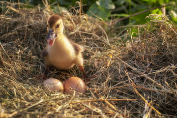 A small duck sits on a hay nest