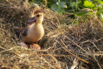 A small duck sits on a hay nest