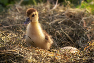 A small duck sits on a hay nest