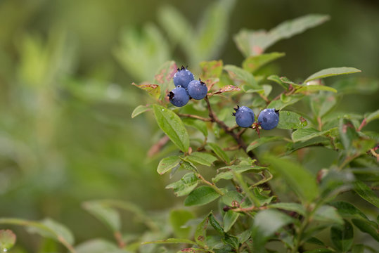 Bleuets sauvages m&ucirc;rs