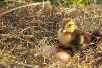 A small duck sits on a hay nest