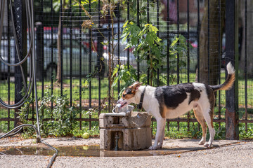 Fun scene at a dog park in the city: a cute dog drinks from a water fountain on a hot summer day.