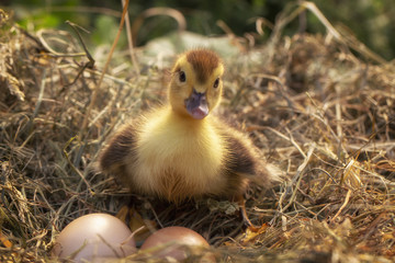 A small duck sits on a hay nest