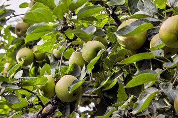 Graue Renette, Herbstrenette,  Malus domestica, Spätherbstsorte, Bayern, Deutschland, Europa