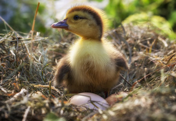 A small duck sits on a hay nest