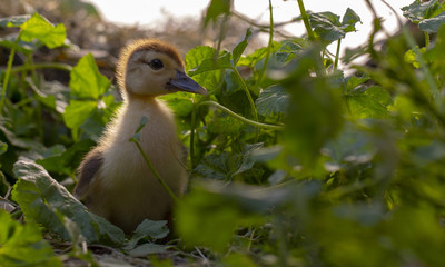 A small duck sits in the thickets of the scabs