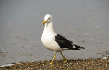 Marine Gull. Seagull on the coast of the Atlantic sea, Puerto Madryn. Larus Marinus. 
