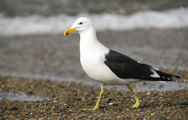 Marine Gull. Seagull on the coast of the Atlantic sea, Puerto Madryn. Larus Marinus. 