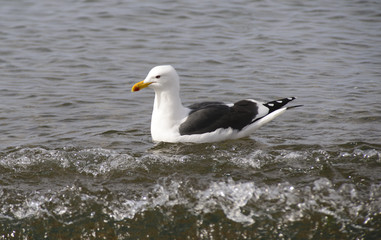 Marine Gull. Seagull on the coast of the Atlantic sea, Puerto Madryn. Larus Marinus. 