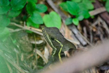 Naklejka na ściany i meble a reptile among the leaves of the forest