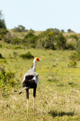 Secretary Bird standing in the grass