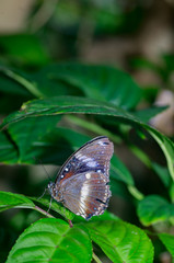 Common Archduke vert