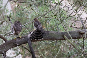 Balancing Baby Hawk