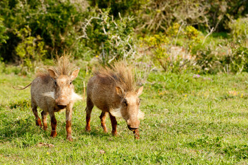 Warthogs standing with their punk hairstyles