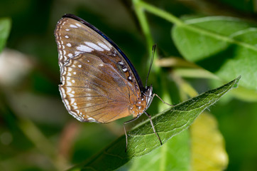 Speckled Wood
