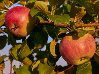 Organic apples hanging from a tree branch in an apple orchard. Eco Food Concept. Organic products concept