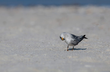A least tern (Sternula antillarum) in a funny head pose standing on a sandbar along the Gulf of Mexico.