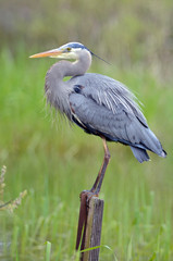 Great Blue Heron perched overlooking wetlands