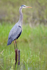Great Blue Heron perched overlooking wetlands