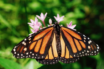 Fototapeta premium Monarch Butterfly