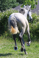 Pferd (Schimmel) in Action