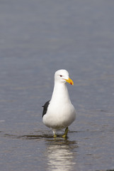 Marine Gull. Seagull on the coast of the Atlantic sea, Puerto Madryn. Larus Marinus. 