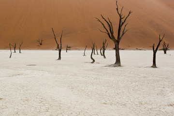 dead trees view in sossusvlei area