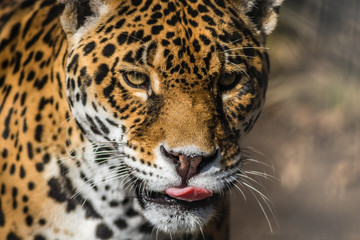 Leopard, Panthera Pardus, closeup, has beautiful spotted fur