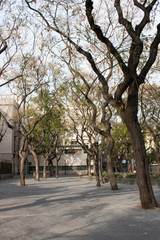 trees along the street 