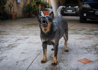 dog barking - gray cattle dog