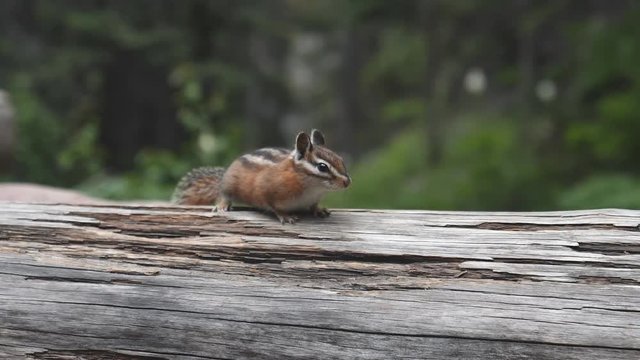 17% slow motion shot of a chipmunk running  across a log at glacier national park in montana, usa