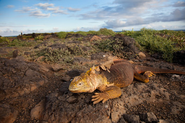 Galapagos Iguana at Sunset