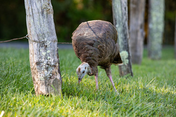 Wild turkeys looking for food in Great Smoky Mountains National Park