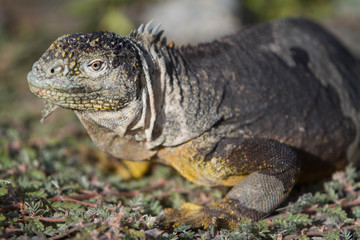 Giant Iguana on a stroll