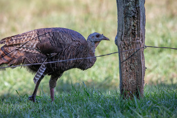 Wild turkeys looking for food in Great Smoky Mountains National Park