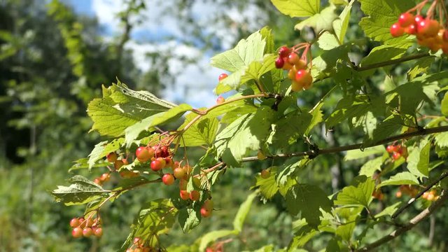 Berries Of A Viburnum Grow On A Branch In Sunny Summer Day
