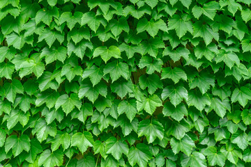 Fototapeta na wymiar 壁を覆う蔦の葉　