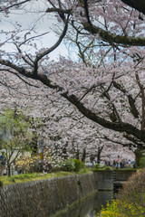 Cherry trees blooming by the River in Kyoto