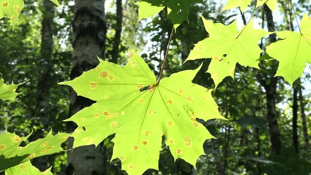 Green Maple Leaves In Summer Day On Wind