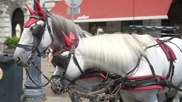 Traditional horse coach Fiaker in Vienna Austria