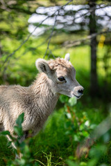 Naklejka na ściany i meble Baby Mountain Goat in the grass