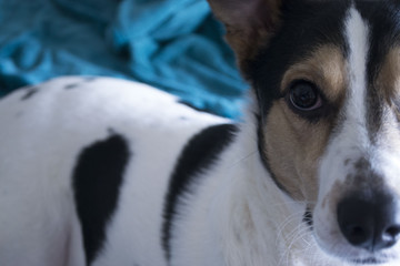 Oliver