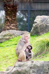 Mother and Black Baby Baboon vert