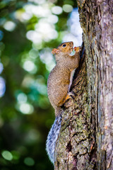 Squirrel claiming a tree