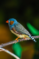 bird