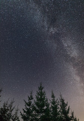 Clear night sky full of stars framed by trees.