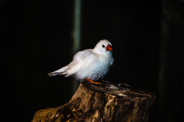 white finch